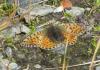 Boloria sp.
